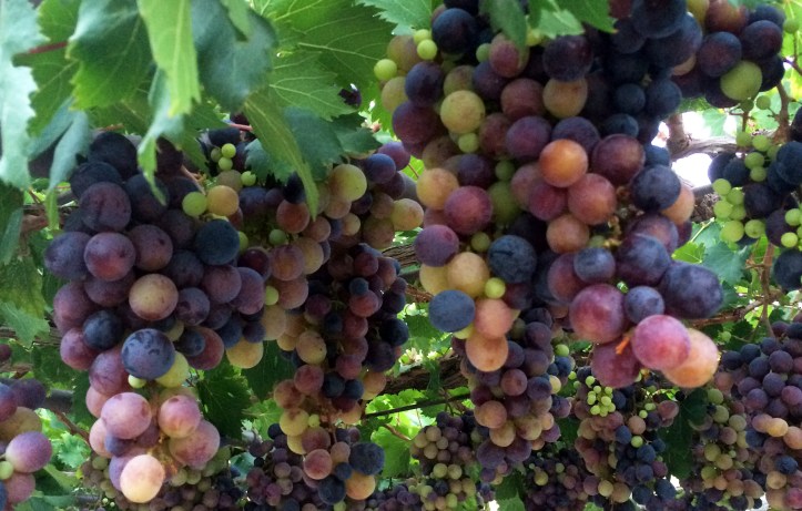 Crete Grapes