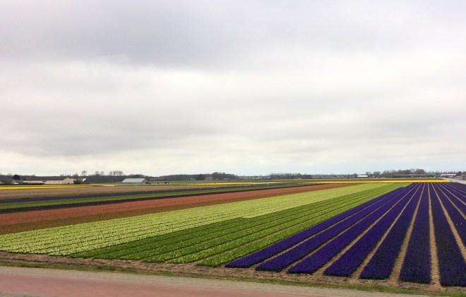 Flower Fields1