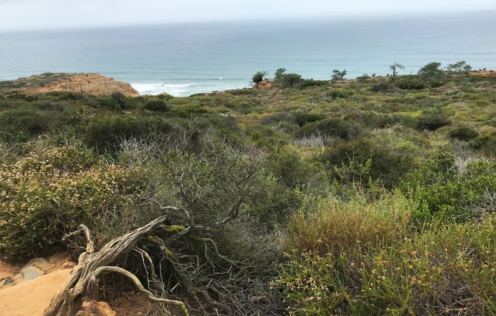 Torrey Pines State Natural Reserve
