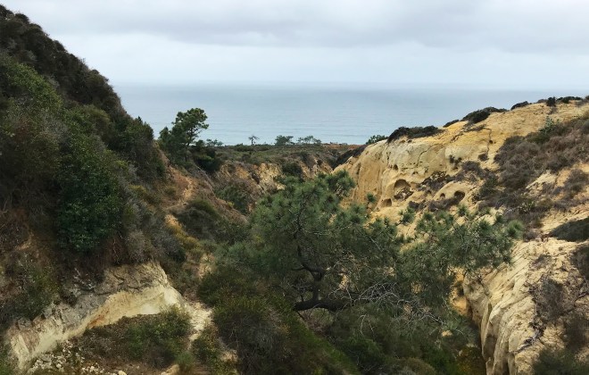 Torrey Pines 1