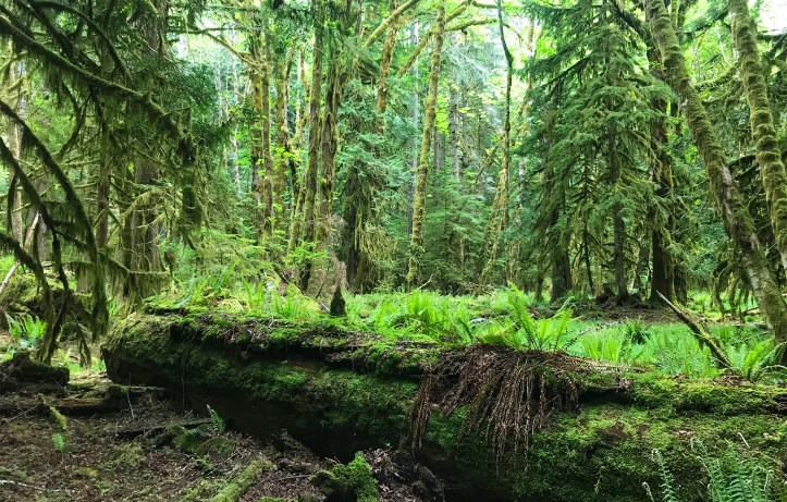 Olympic National Park