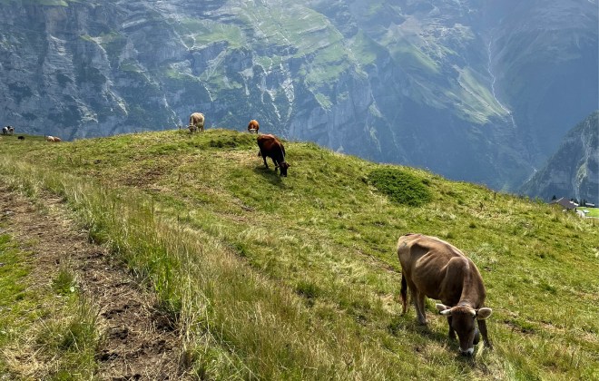 Mürren cows
