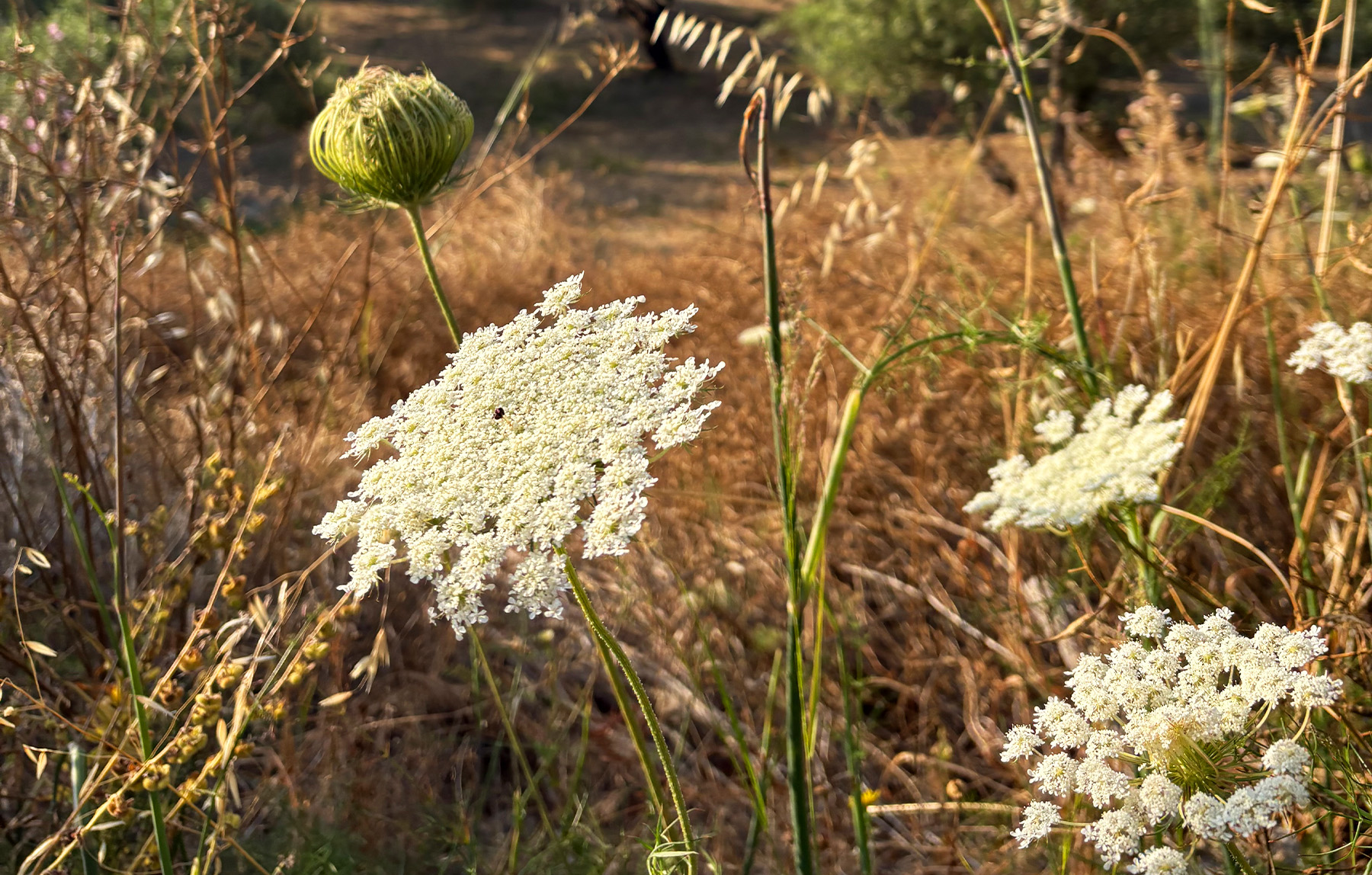 Crete wildflowers